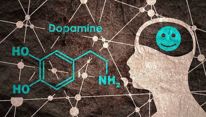 La dopamine, l'hormone du plaisir
